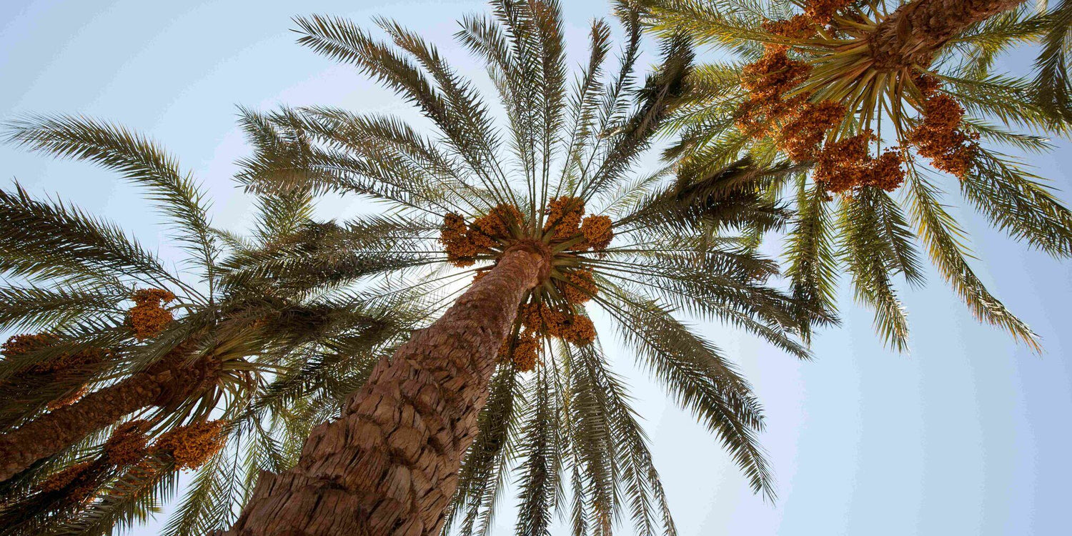 Plant a Date Palm Tree in Madinah