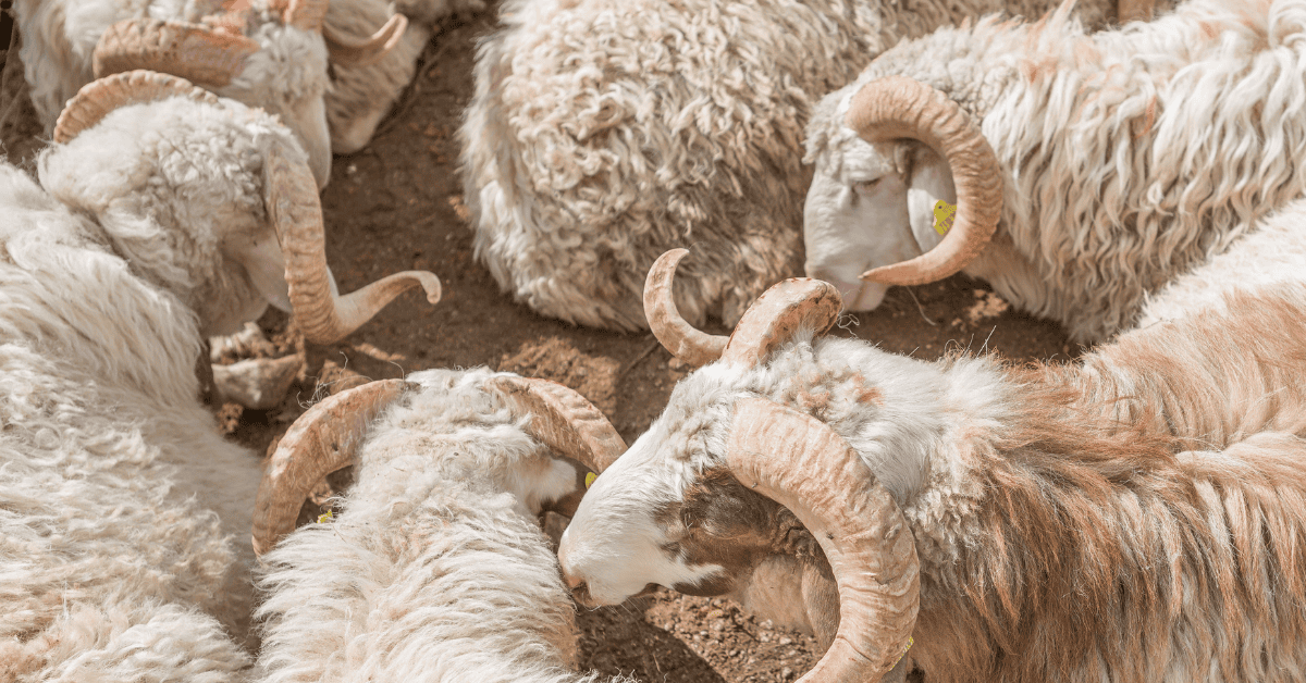 I Made a Mistake in Umrah. What do I do?